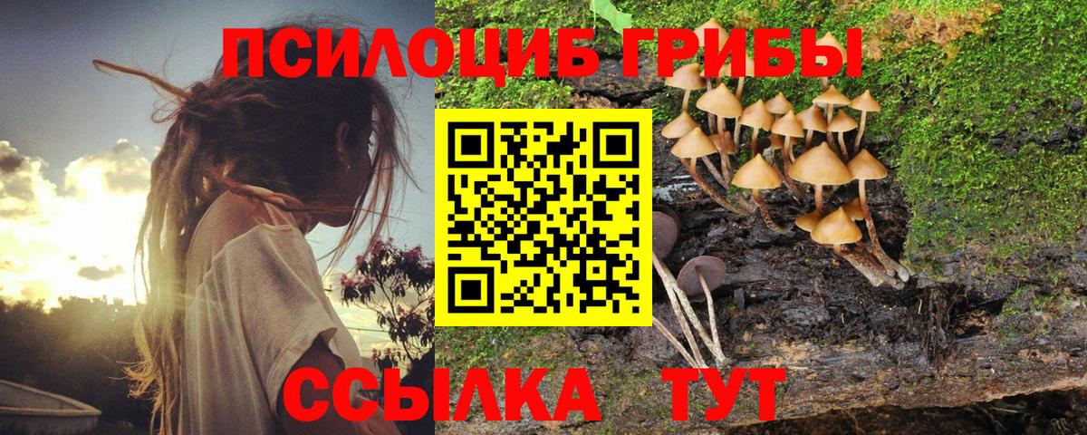 Черкесск  Галлюциногенные грибы Psilocybine cubensis  Вход с VPN 